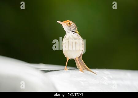 Uccello di coda comune, Orthotomus sutorius a Kaeng Krachan Thailandia Foto Stock