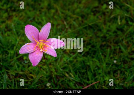 Zephyranthes rosea, noto anche come giglio zefiro cubano, giglio pioggia rosato, giglio fiabesco rosa o giglio pioggia rosa, che fioriscono in un giardino biologico in India. Foto Stock