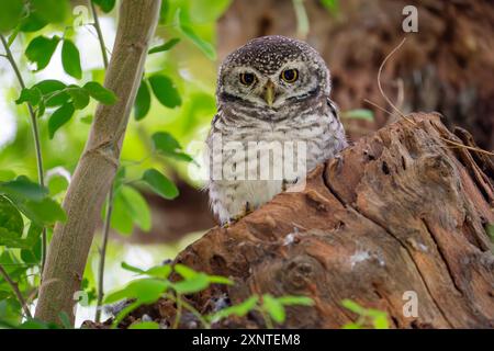 Gufo maculato, Athene brama a Hua Hin Thailandia Foto Stock