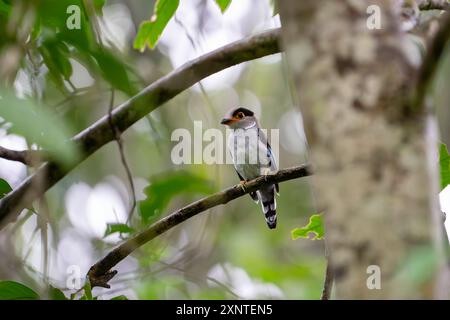 Bordino argentato, Serilophus lunatus a Kaeng Krachan Thailandia Foto Stock