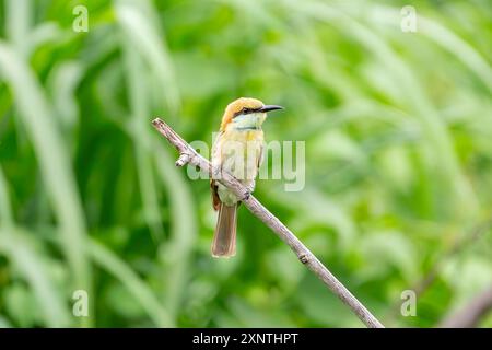 Mangia di api verdi asiatiche, Merops orientalis Foto Stock