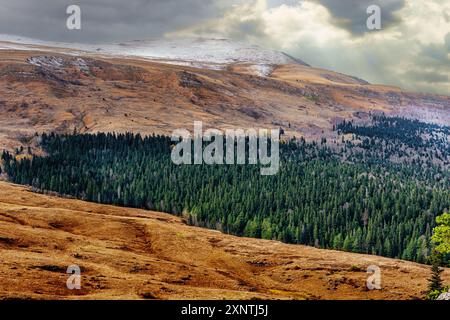 Paesaggio con foresta di conifere sull'altopiano di Logonaki nel Caucaso in Adygea Foto Stock