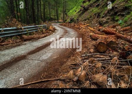 La deforestazione nelle colline di Uttarakhand a causa dell'ampliamento delle strade e dello sviluppo di nuove infrastrutture sta portando a risultati disastrosi, con alberi di pino b Foto Stock