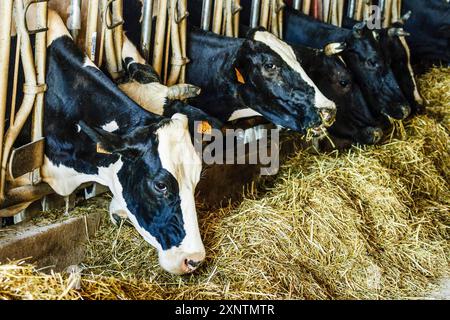 Fabricacion artesanall de queso Binibeca de Jaume Pons - denominacion de origen Mahon artesano- finca Alcaiduset, Alaior, Menorca, Islas Baleares, es Foto Stock