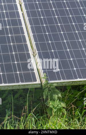 Sezione di pannelli solari monocristallini fotovoltaici a inclinazione fissa in rack con pannelli solari monocristallini con piante infestanti comuni che crescono davanti. Foto Stock