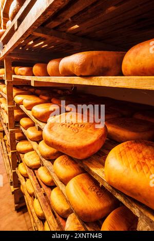 Scaffale con essiccazione del formaggio, fabbricazione artigianale di formaggio Mahon, Alcaiduset, Alaior, Minorca, Isole Baleari, Spagna Foto Stock