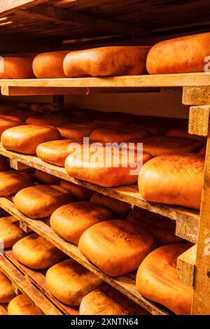 Scaffale con essiccazione del formaggio, fabbricazione artigianale di formaggio Mahon, Alcaiduset, Alaior, Minorca, Isole Baleari, Spagna Foto Stock