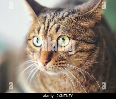 Ritratto di un gatto domestico con bellissime strisce, occhi verdi acuti e pelliccia morbida, inondata di luce finestra. Divano Tiger o Home Tiger Foto Stock