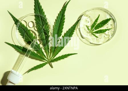 Pianta di cannabis, foglie di canapa verde fresca in piastra Petri e gocce di olio di cbd su sfondo verde, vista dall'alto, spazio copia. Foto Stock