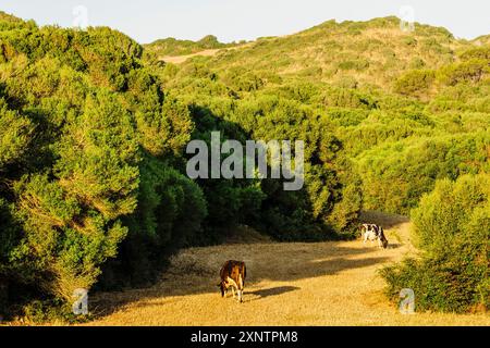 Pascoli e macchia, fattoria Santa Cecilia, Ferreries, Minorca, Isole Baleari, Spagna, Europa Foto Stock