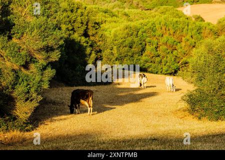 Pascoli e macchia, fattoria Santa Cecilia, Ferreries, Minorca, Isole Baleari, Spagna, Europa Foto Stock