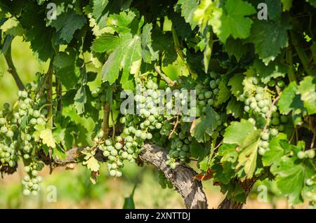 primo piano di diversi grappoli di uva maturati al sole estivo, concetto di vinificazione Foto Stock