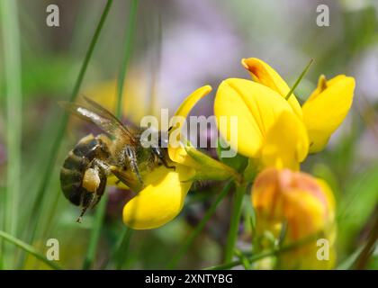 Primo piano di un'ape che si nutre di un fiore di Lotus corniculatus Foto Stock