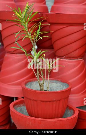 Vaso di cemento per piante in Kerala India vasi per la decorazione domestica al coperto e all'aperto della piantatrice di calcestruzzo della casa vaso di cemento con pianta Foto Stock