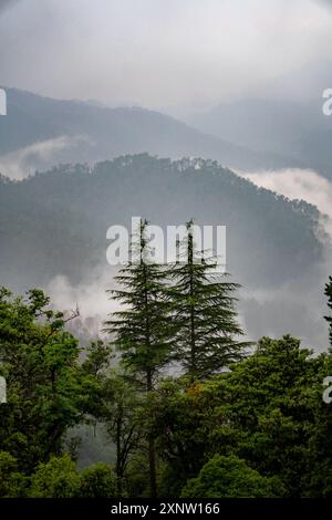 Alti pini e deodari sulle colline di Uttarakhand, circondati da paesaggi nebbiosi durante la stagione dei monsoni in India. Foto Stock