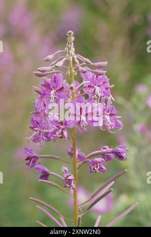 Chamaenerion angustifolium (Rosebay Willowhile b) Foto Stock