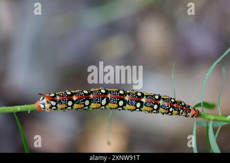 Leafy Spurge Hawkmoth Caterpillar Foto Stock