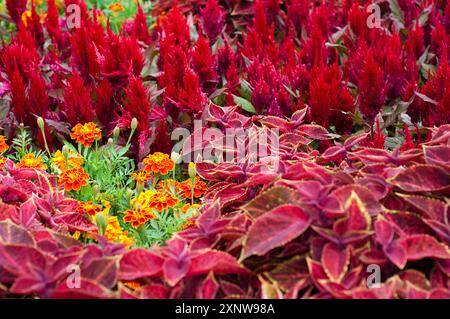 Coleus, Marigold e Celosia Foto Stock