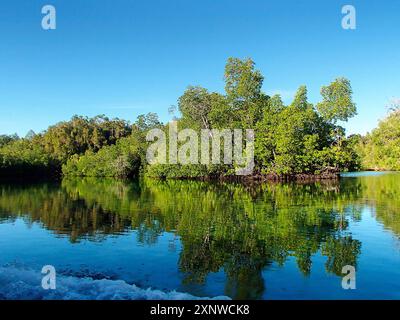 Foresta di mangrovie, Hidden Bay by Boot, Raja Ampat, Indonesia. La foto cattura il riflesso delle mangrovie nell'acqua su uno sfondo di cielo blu Foto Stock