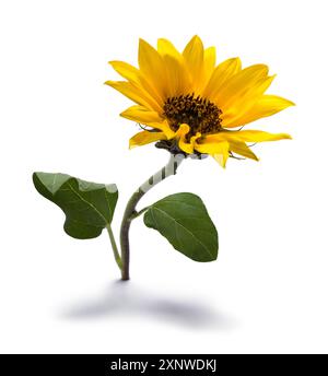 Vista laterale girasole singola ritagliata su bianco. Foto Stock