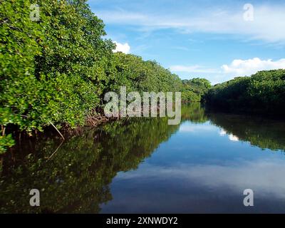 Mangrovie. Cielo blu e sole con riflessi sulla superficie dell'acqua. Isola di Yap in Micronesia. Il motivo mostra le mangrovie che fiancheggiano un passaggio stretto. Foto Stock