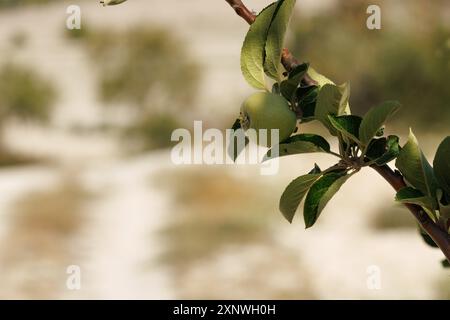 Pome dell'albero Docynia, famiglia delle Rosaceae e frutti simili a una piccola mela, Alcoy, Spagna Foto Stock