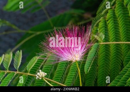 Albizia julibrissin, l'albero di seta persiana, l'albero di seta rosa o l'albero di mimosa Foto Stock