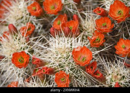 La preziosa Claret Cup fiorisce al Sevilleta National Wildliffe Refuge, nel New Mexico. I fiori sono arancioni. Foto Stock