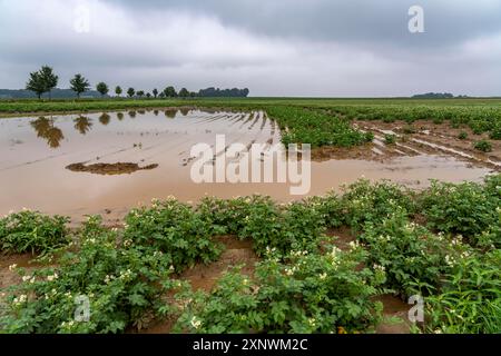 Campo di patate vicino a Bedburg, inondato dopo forti piogge, molte creste di patate annegarono e le piante distrutte, fallimenti delle colture, NRW, Germania Foto Stock