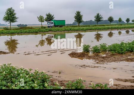 Campo di patate vicino a Bedburg, inondato dopo forti piogge, molte creste di patate annegarono e le piante distrutte, fallimenti delle colture, NRW, Germania Foto Stock