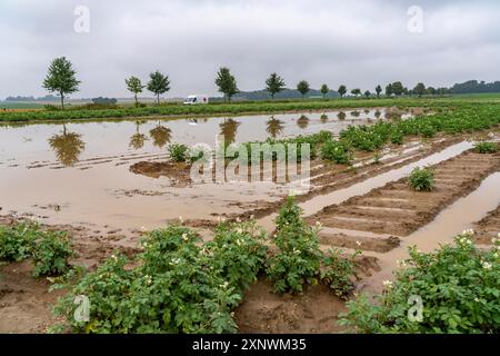 Campo di patate vicino a Bedburg, inondato dopo forti piogge, molte creste di patate annegarono e le piante distrutte, fallimenti delle colture, NRW, Germania Foto Stock