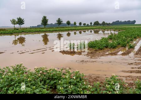 Kartoffelacker bei Bedburg, überschwemmt nach starken Regenfällen, viele Kartoffeldämme sind abgesoffen und die Pflanzen zerstört, Ernteausfälle, NRW, Deutschland Acker abgesoffen *** campo di patate vicino a Bedburg, inondato dopo forti precipitazioni, molte creste di patate annegarono e le piante distrutte, fallimenti del raccolto, NRW, Germania campo inondato Foto Stock