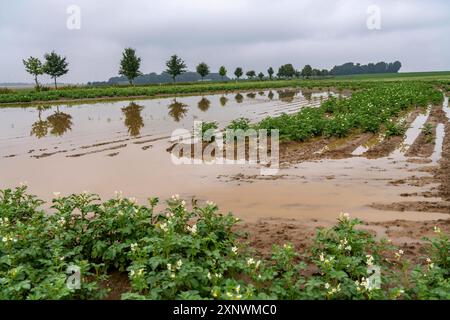 Kartoffelacker bei Bedburg, überschwemmt nach starken Regenfällen, viele Kartoffeldämme sind abgesoffen und die Pflanzen zerstört, Ernteausfälle, NRW, Deutschland Acker abgesoffen *** campo di patate vicino a Bedburg, inondato dopo forti precipitazioni, molte creste di patate annegarono e le piante distrutte, fallimenti del raccolto, NRW, Germania campo inondato Foto Stock