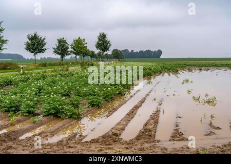 Kartoffelacker bei Bedburg, überschwemmt nach starken Regenfällen, viele Kartoffeldämme sind abgesoffen und die Pflanzen zerstört, Ernteausfälle, NRW, Deutschland Acker abgesoffen *** campo di patate vicino a Bedburg, inondato dopo forti precipitazioni, molte creste di patate annegarono e le piante distrutte, fallimenti del raccolto, NRW, Germania campo inondato Foto Stock