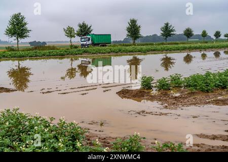 Kartoffelacker bei Bedburg, überschwemmt nach starken Regenfällen, viele Kartoffeldämme sind abgesoffen und die Pflanzen zerstört, Ernteausfälle, NRW, Deutschland Acker abgesoffen *** campo di patate vicino a Bedburg, inondato dopo forti precipitazioni, molte creste di patate annegarono e le piante distrutte, fallimenti del raccolto, NRW, Germania campo inondato Foto Stock