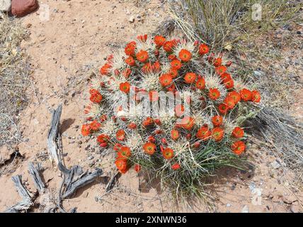 Un gruppo di cactus Claret Cup fiorisce in un giardino desertico presso il Sevilleta National Wildlife Refuge, nel New Mexico. Accanto ad esso giace del legno morto. Foto Stock