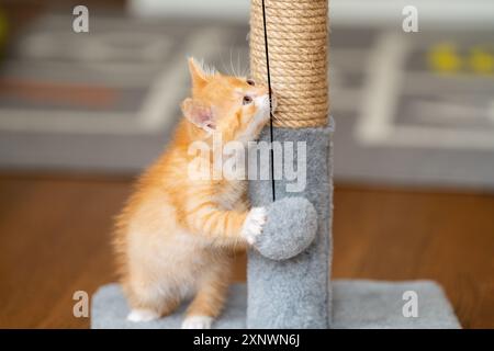 Zenzero domestico piccolo gattino carino gioca con un palo graffiante. Divertimento per i gatti. Animali domestici Foto Stock