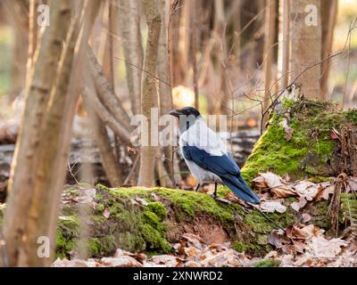 Il corvo incappucciato o Corvus cornix, chiamato anche corvo o felpa con cappuccio. La luce del sole autunnale nella foresta. Foto Stock