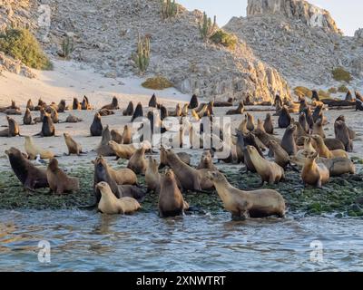 Leoni marini della California Zalophus californianus, che scappano sulla spiaggia di Puerto Refugio, bassa California, Mare di Cortez, Messico, Nord America Copyrigh Foto Stock