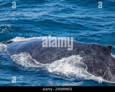 Megattere Megaptera novaeangliae, affiorante al largo di San Jose del Cabo, Baja California Sur, Messico, Nord America Copyright: MichaelxNolan 1112-8804 Foto Stock