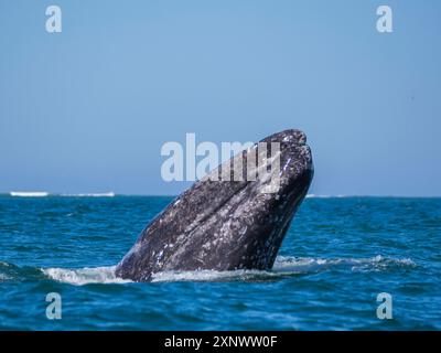 Adulto balena grigia della California Eschrictius robustus, spionaggio nella laguna di San Ignacio, bassa California, Messico, Nord America Copyright: MichaelxNolan 1 Foto Stock