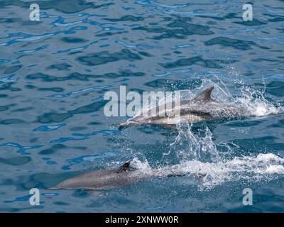 Un paio di delfini comuni dal becco lungo Delphinus capensis, affiorati al largo di Gorda Banks, Baja California Sur, Messico, Nord America Copyright: MichaelxNol Foto Stock