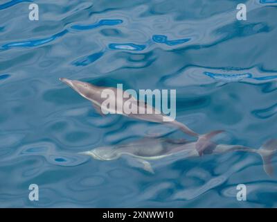 Un paio di delfini comuni dal becco lungo Delphinus capensis, affiorati al largo di Gorda Banks, Baja California Sur, Messico, Nord America Copyright: MichaelxNol Foto Stock