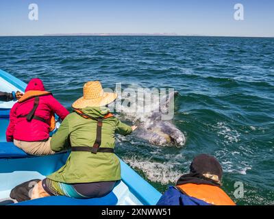 Vitello di balena grigia della California Eschrictius robustus, con turisti entusiasti a San Ignacio Lagoon, Baja California, Messico, Nord America Copyright: Michae Foto Stock