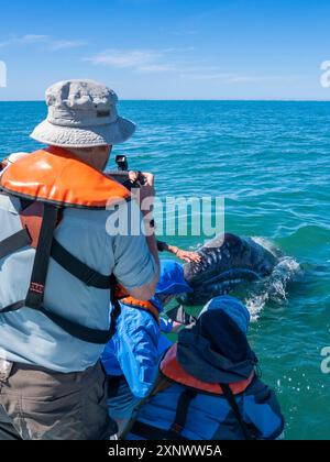 Vitello di balena grigia della California Eschrictius robustus, con turisti entusiasti a San Ignacio Lagoon, Baja California, Messico, Nord America Copyright: Michae Foto Stock