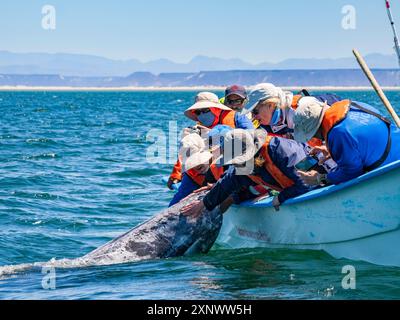 Il vitello di balena grigia della California Eschrictius robustus, oltre ad essere toccato dalla barca dai turisti nella laguna di San Ignacio, bassa California, Messico, Nord America C. Foto Stock