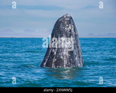 Adulto balena grigia della California Eschrictius robustus, spionaggio nella laguna di San Ignacio, bassa California, Messico, Nord America Copyright: MichaelxNolan 1 Foto Stock