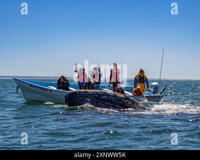 Adulto balena grigia della California Eschrictius robustus, vicino alla barca nella laguna di San Ignacio, bassa California, Messico, Nord America Copyright: MichaelxNolan 111 Foto Stock