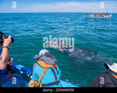 Vitello di balena grigia della California Eschrictius robustus, con turisti entusiasti a San Ignacio Lagoon, Baja California, Messico, Nord America Copyright: Michae Foto Stock