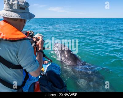 Vitello di balena grigia della California Eschrictius robustus, con turisti entusiasti a San Ignacio Lagoon, Baja California, Messico, Nord America Copyright: Michae Foto Stock